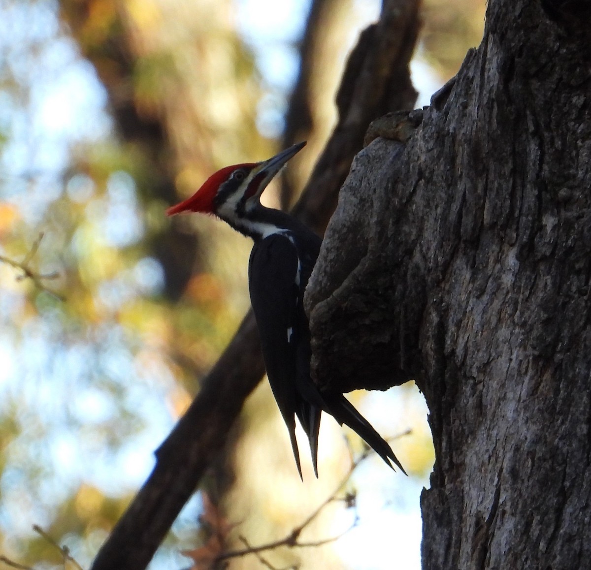 Pileated Woodpecker - ML612343007