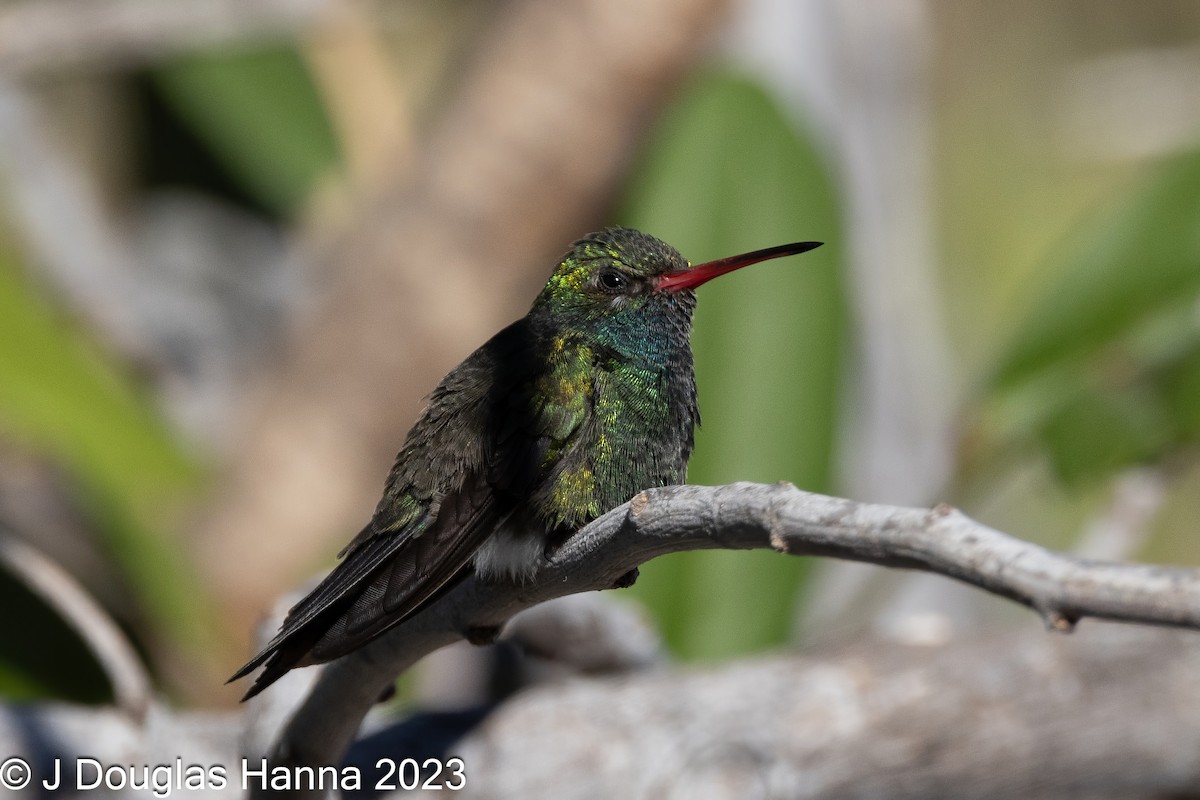 Tres Marias Hummingbird - ML612343076