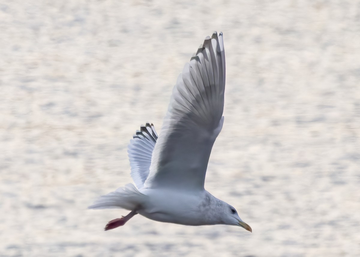 Iceland Gull (Thayer's) - Phil Bartley