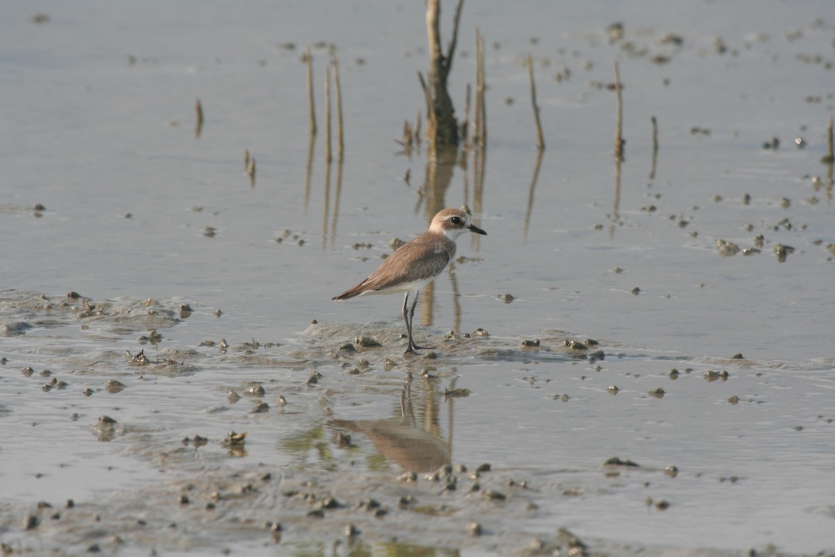 Greater Sand-Plover - Guy RUFRAY