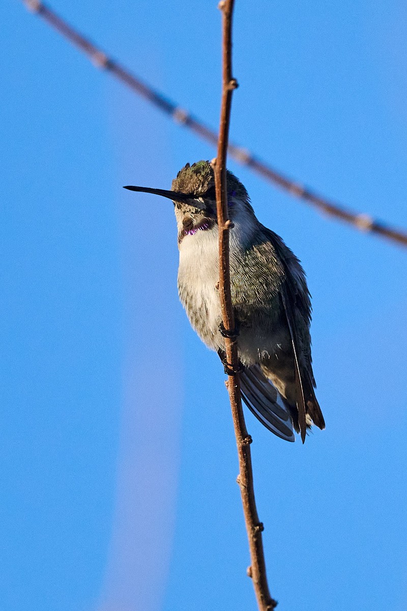 Costa's Hummingbird - Cindy Marple