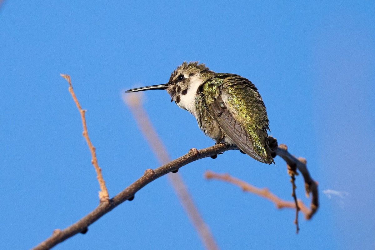Costa's Hummingbird - ML612344345