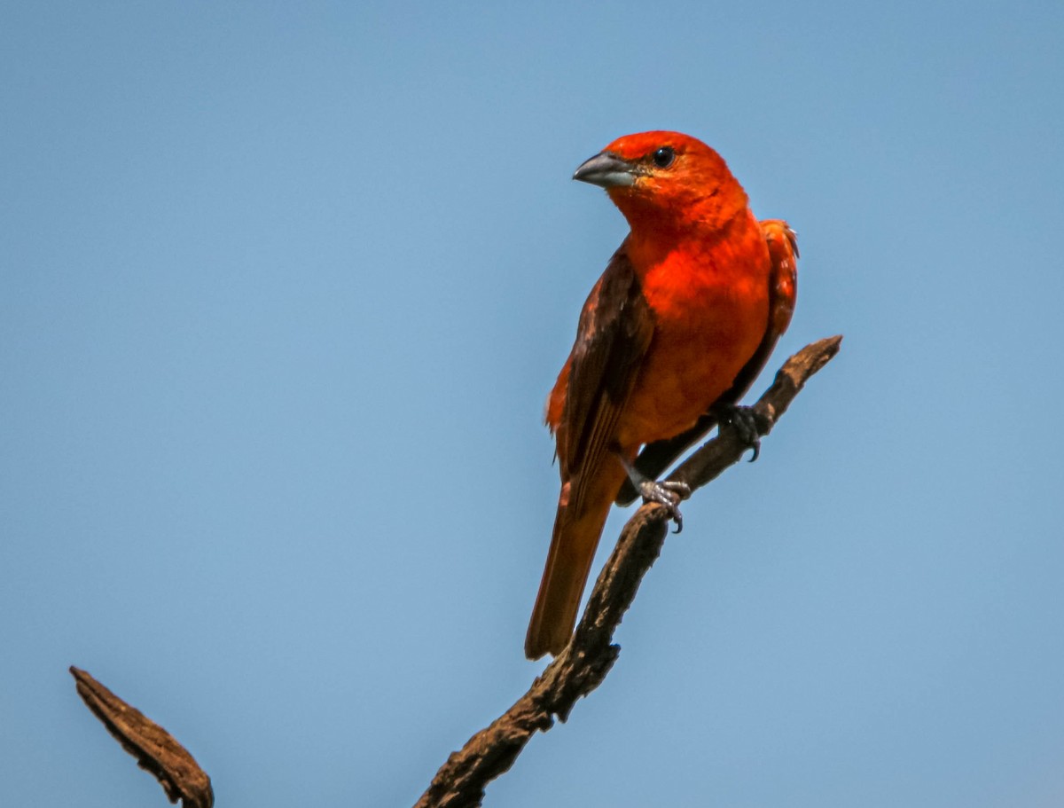 Hepatic Tanager (Lowland) - ML612344582