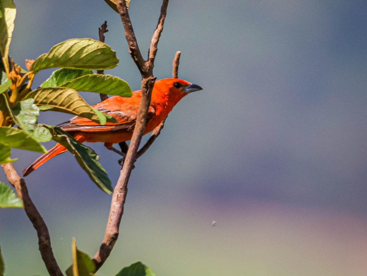 Hepatic Tanager (Lowland) - ML612344584