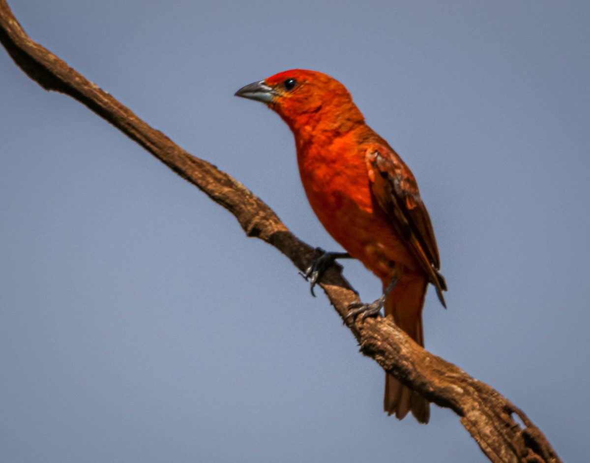 Hepatic Tanager (Lowland) - ML612344585