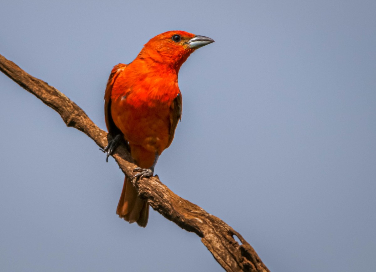 Hepatic Tanager (Lowland) - ML612344586