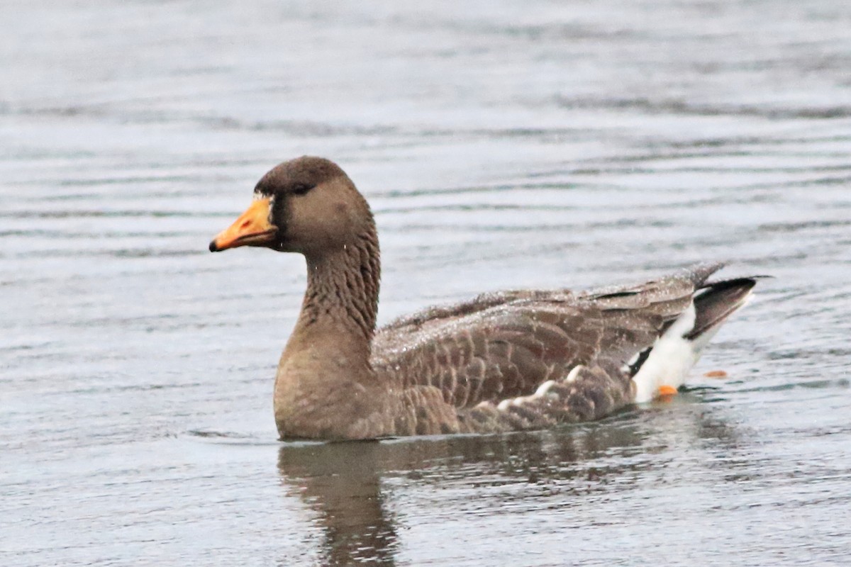 Greater White-fronted Goose - ML612344959