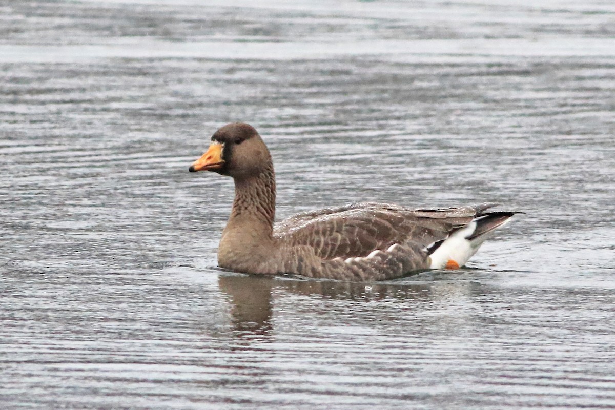 Greater White-fronted Goose - ML612344960
