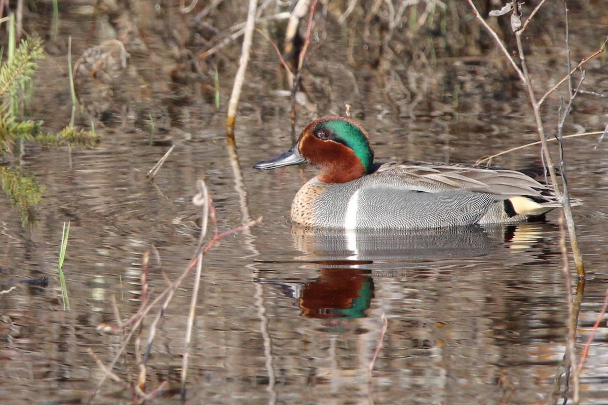 Green-winged Teal - ML612345052