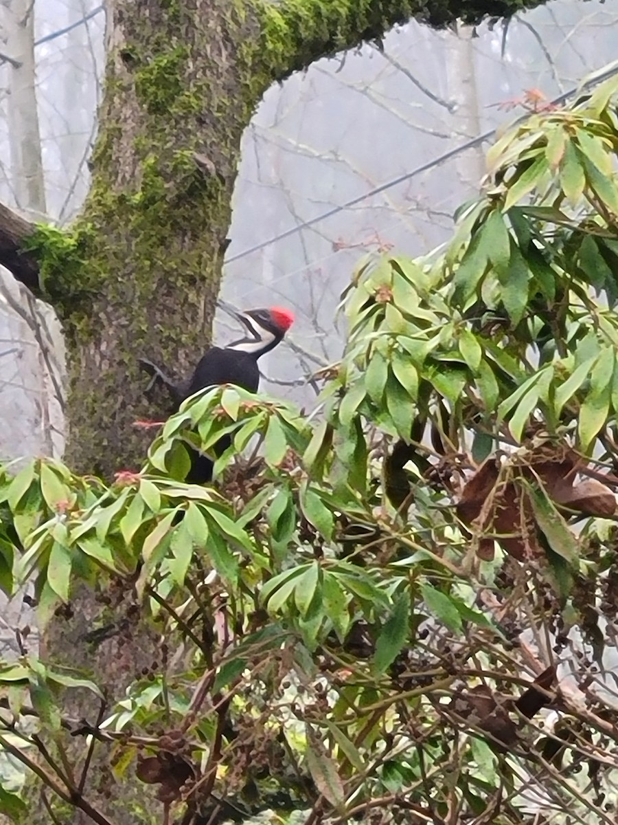 Pileated Woodpecker - ML612345192