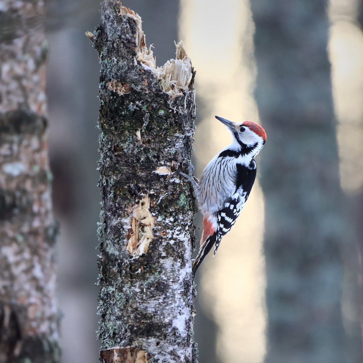 White-backed Woodpecker - ML612345447