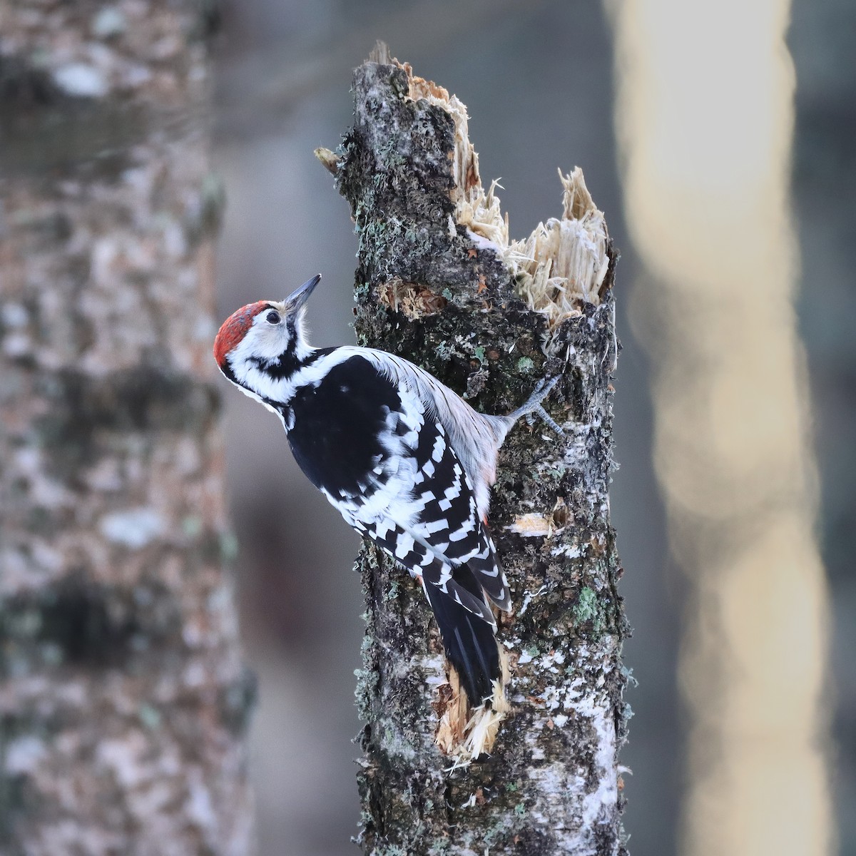 White-backed Woodpecker - ML612345448