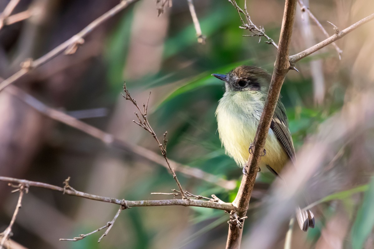 Sepia-capped Flycatcher - ML612345481