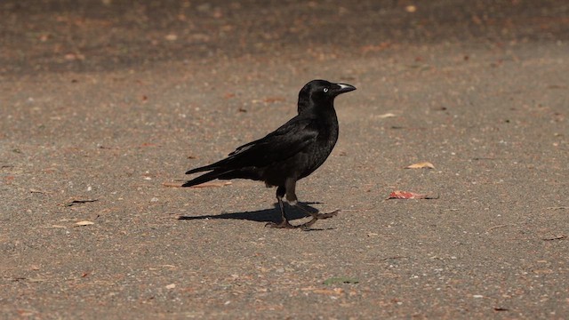 Torresian Crow - ML612345536