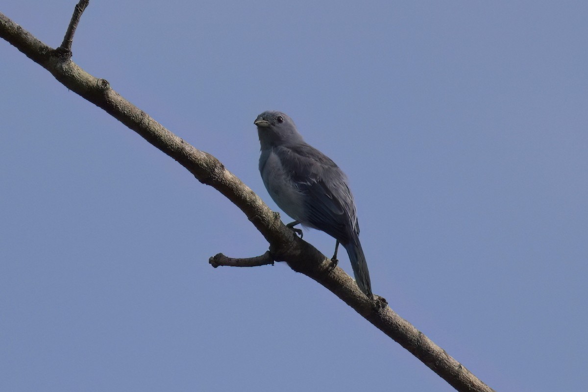 Blue-gray Tanager - ML612345698