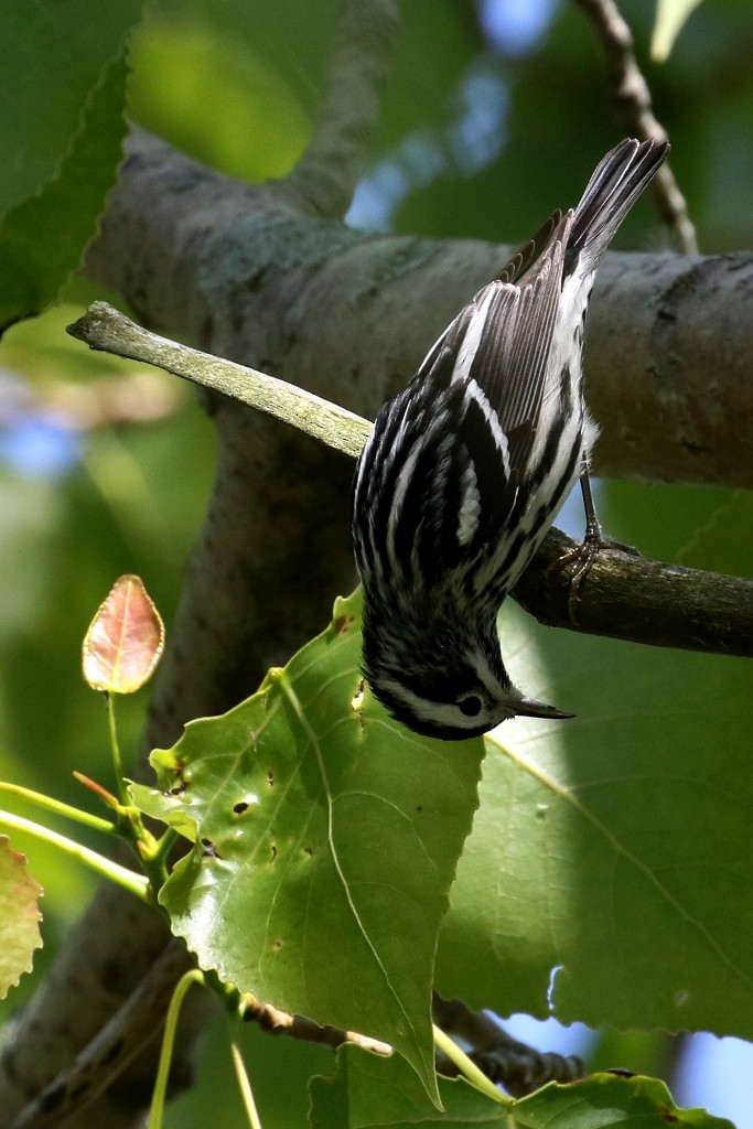 Black-and-white Warbler - ML61234571