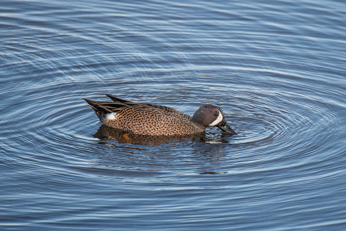 Blue-winged Teal - ML612345743