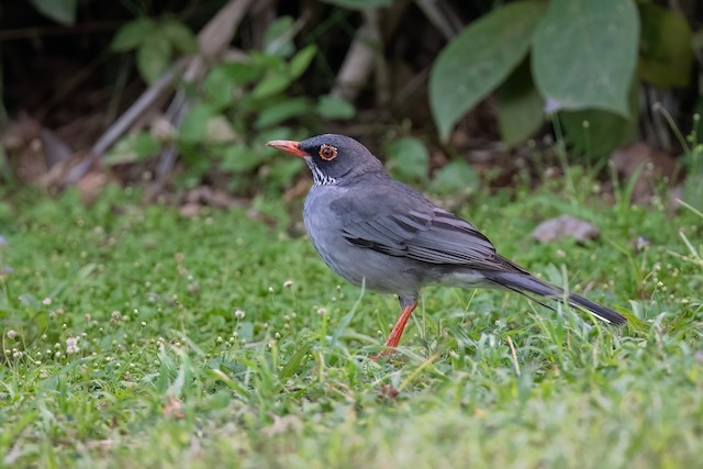 Red-legged Thrush