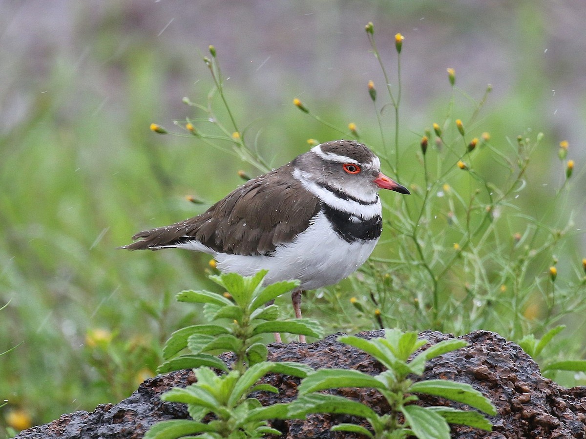 Three-banded Plover - ML612345821