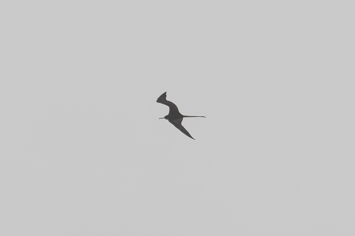 Magnificent Frigatebird - Bill Asteriades