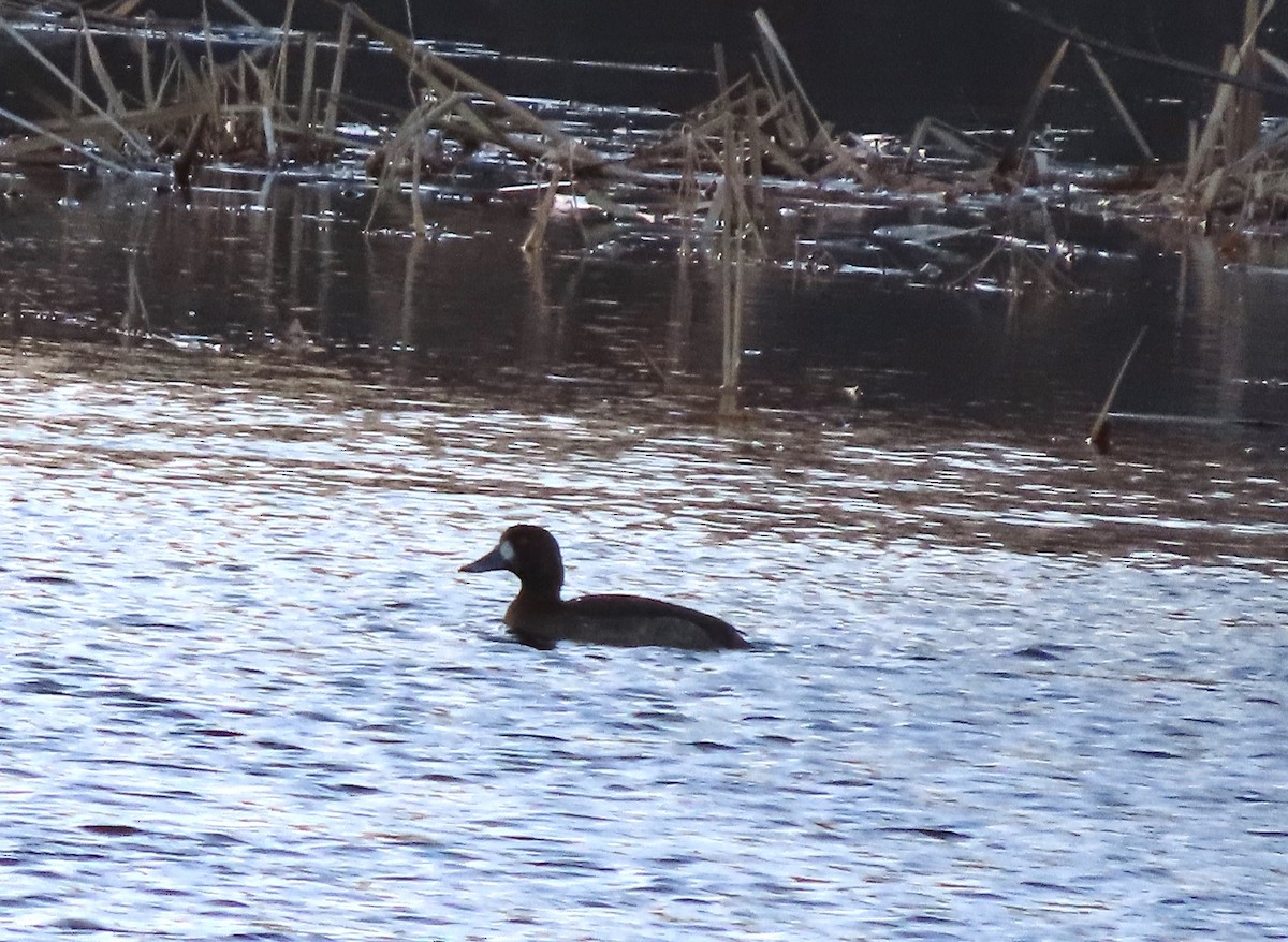 Greater Scaup - ML612346125
