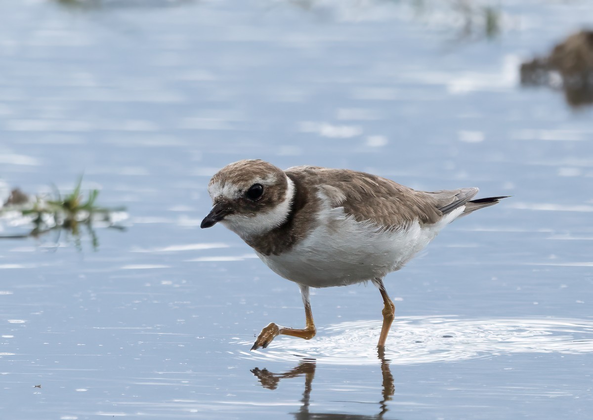 Common Ringed Plover - ML612346262