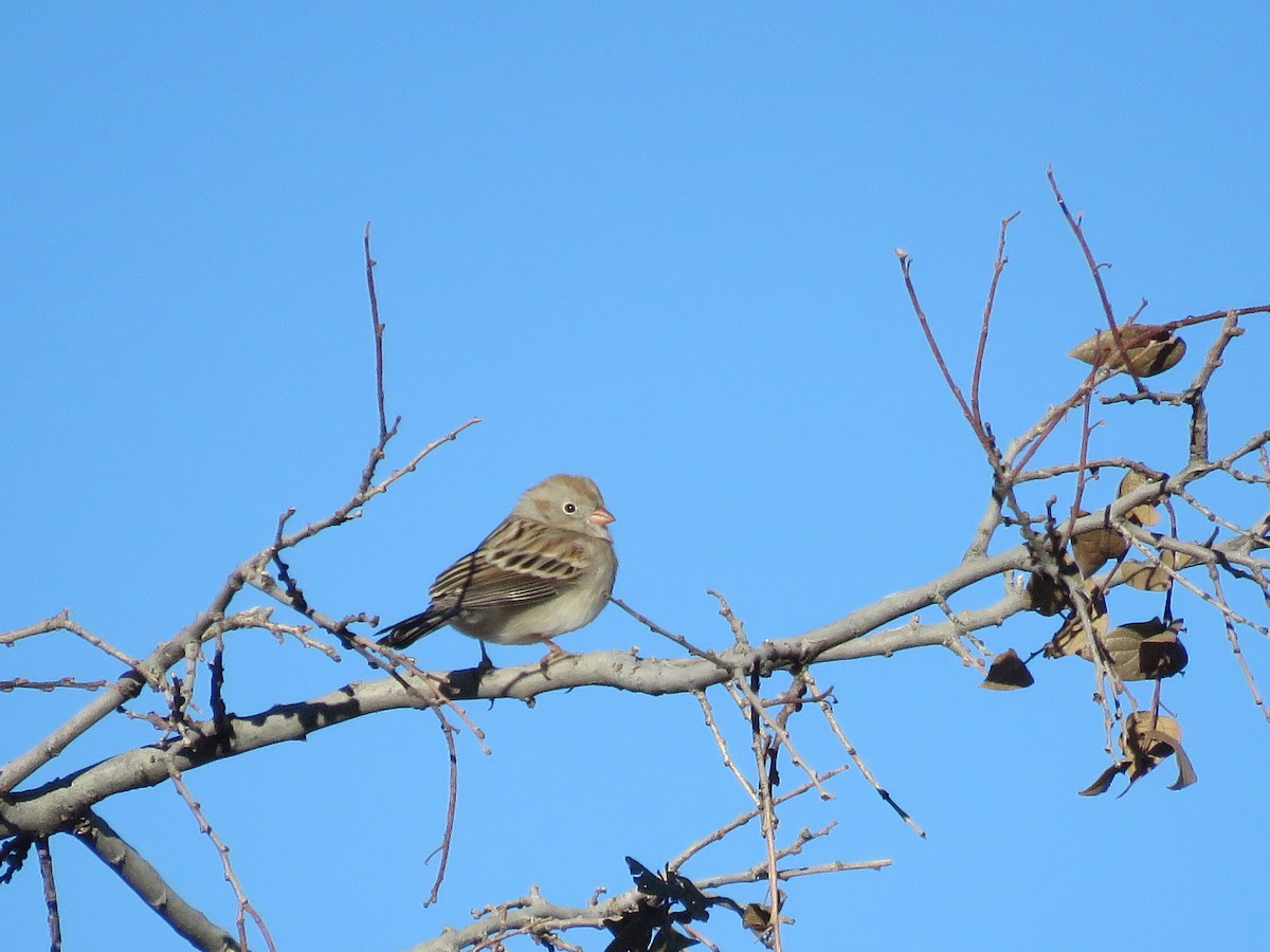 Field Sparrow - ML612346383
