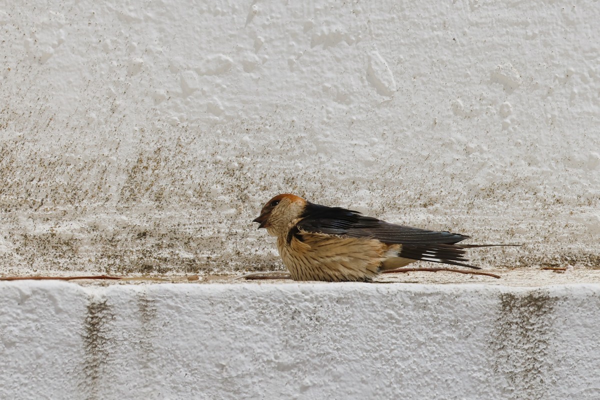 Greater Striped Swallow - ML612346454