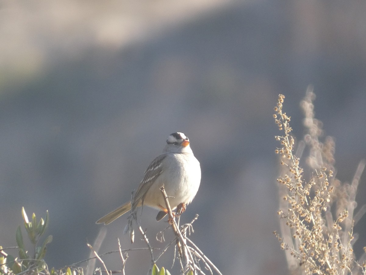 White-crowned Sparrow - ML612346539