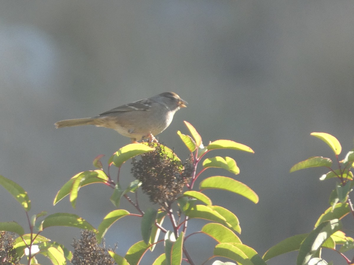 Golden-crowned Sparrow - ML612346543