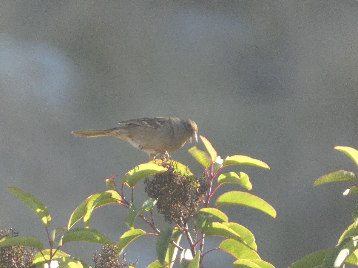 Golden-crowned Sparrow - ML612346554