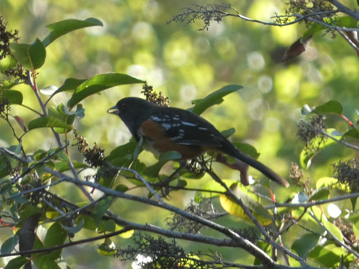 Spotted Towhee - ML612346577