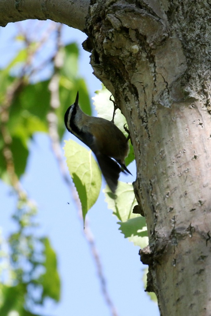 Red-breasted Nuthatch - Maurice Raymond