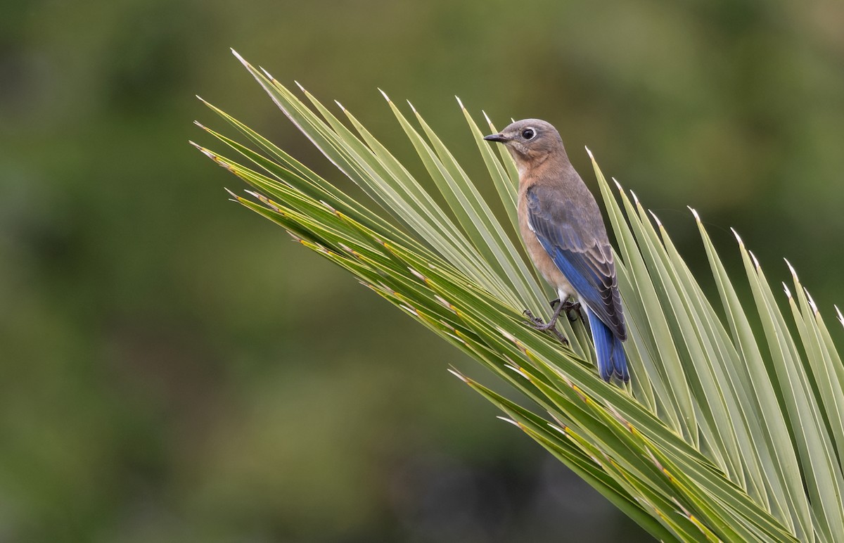 Eastern Bluebird (Mexican) - Lars Petersson | My World of Bird Photography