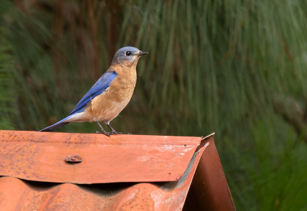 Eastern Bluebird (Mexican) - Lars Petersson | My World of Bird Photography