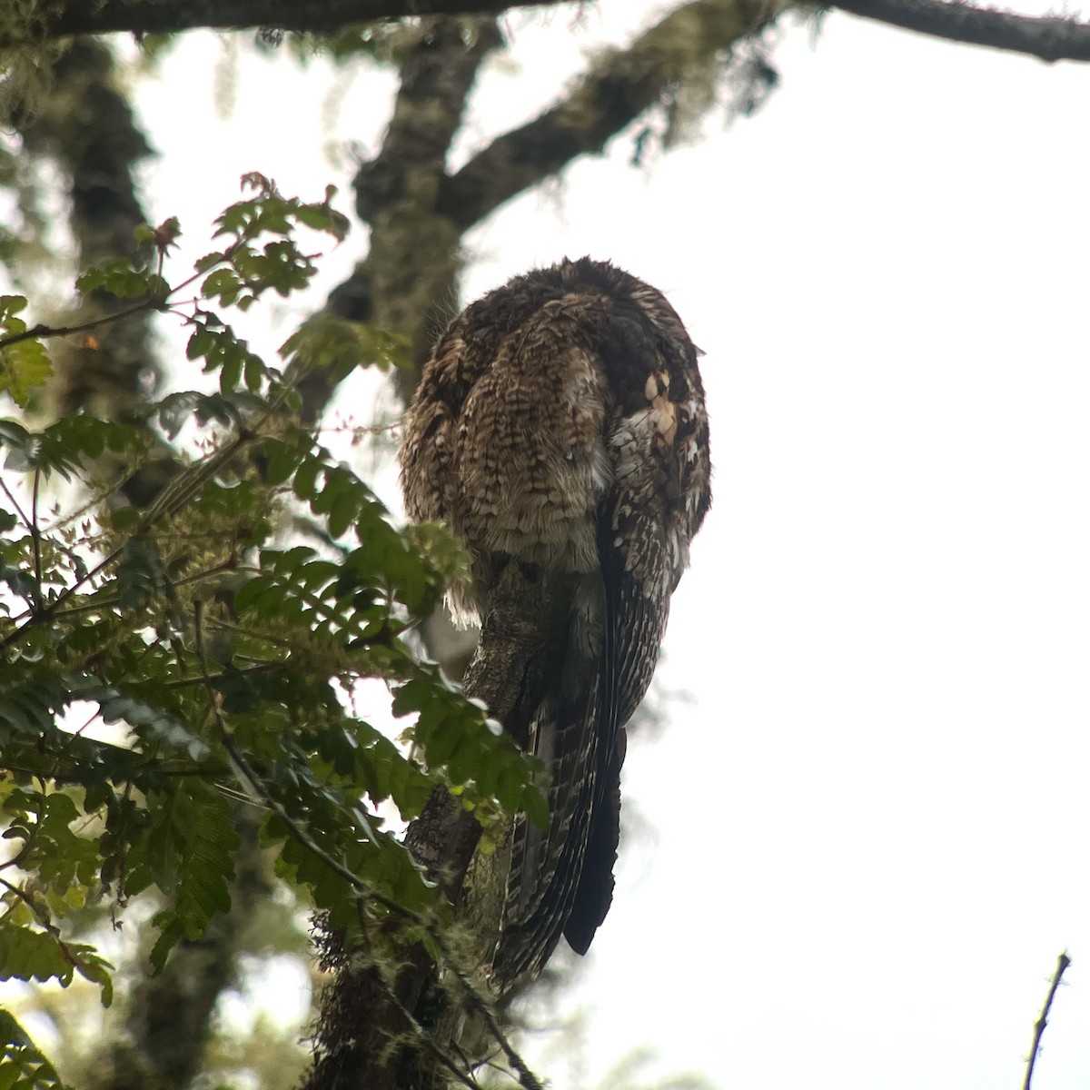 Andean Potoo - ML612346853