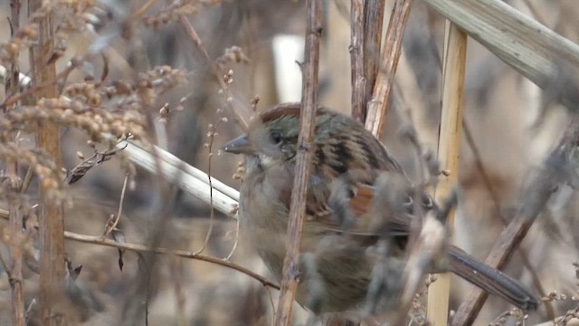 Swamp Sparrow - ML612346860
