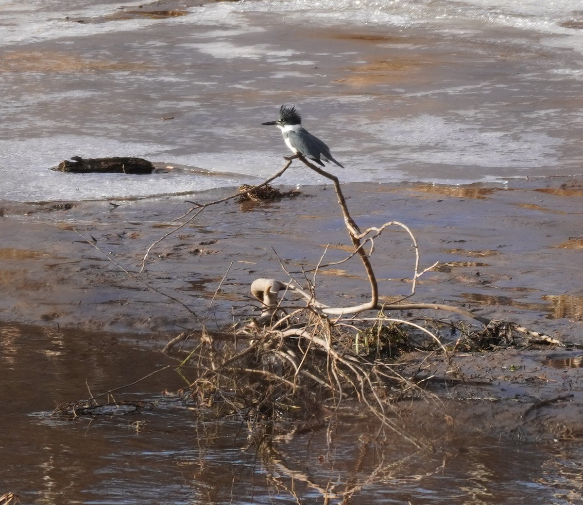 Belted Kingfisher - ML612346934