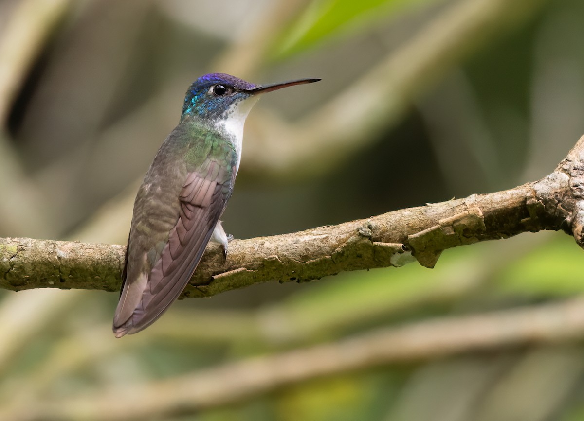 Azure-crowned Hummingbird (Azure-crowned) - Lars Petersson | My World of Bird Photography