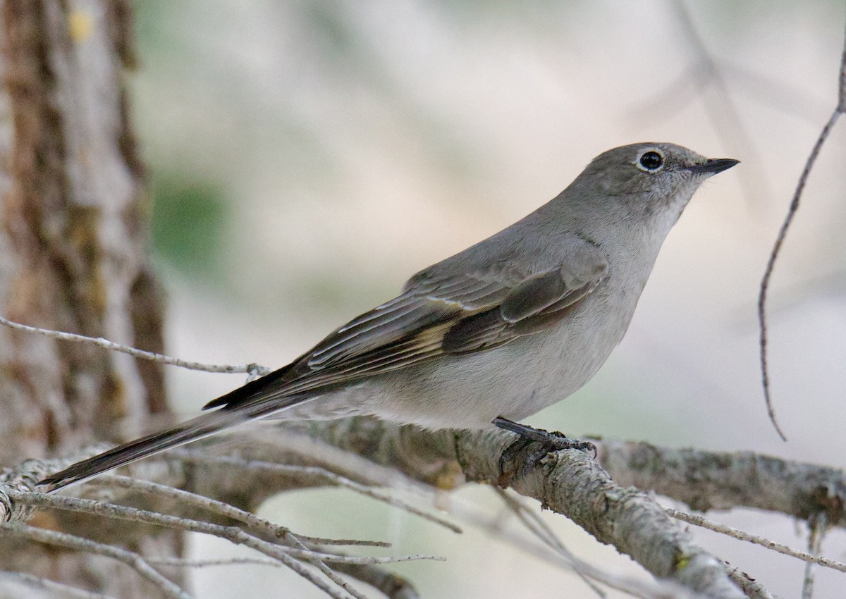 Townsend's Solitaire - ML612347475