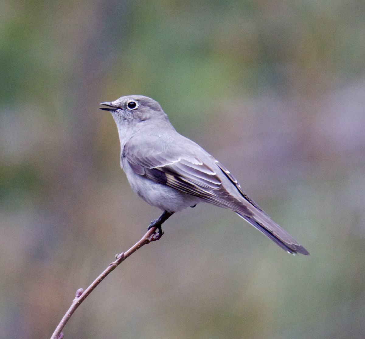 Townsend's Solitaire - ML612347476