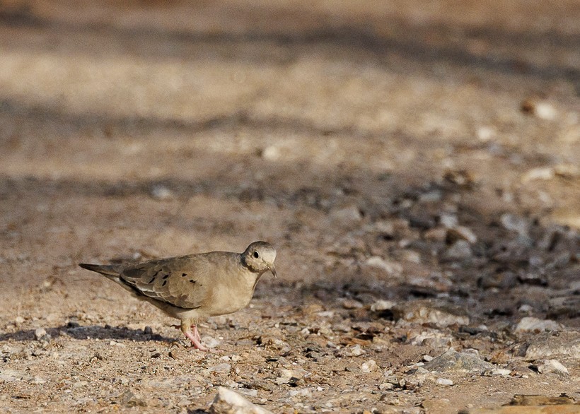 Plain-breasted Ground Dove - ML612347552