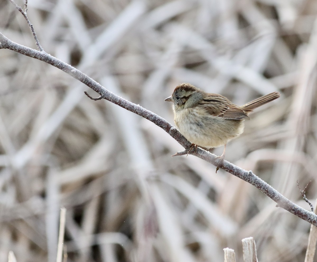Swamp Sparrow - ML612347937