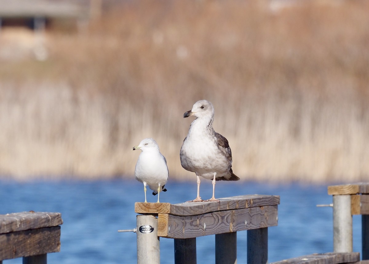 Yellow-footed Gull - ML612348111