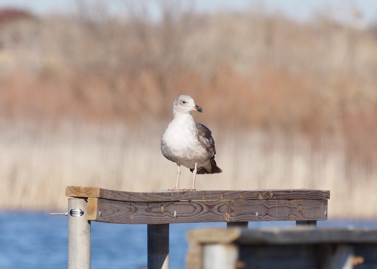 Yellow-footed Gull - Ben Hulsey