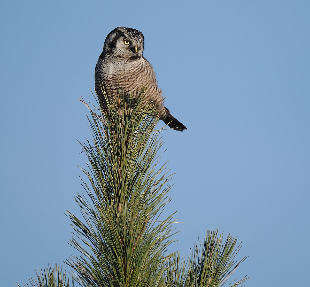 Northern Hawk Owl - Bruce Gates