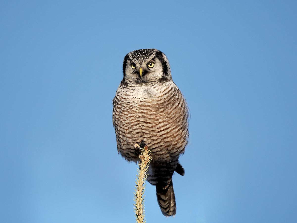 Northern Hawk Owl - ML612348206