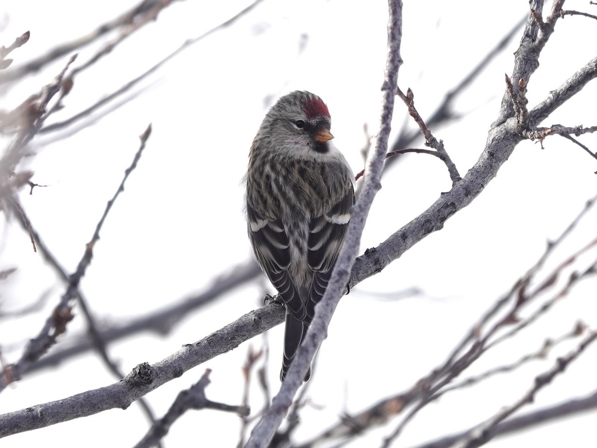 Common Redpoll - Mike Blancher