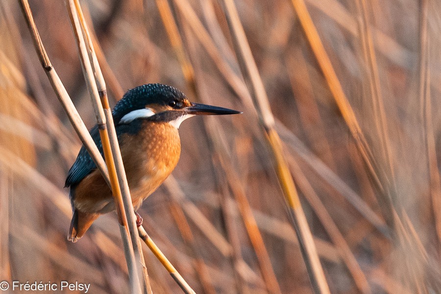 Common Kingfisher - Frédéric PELSY