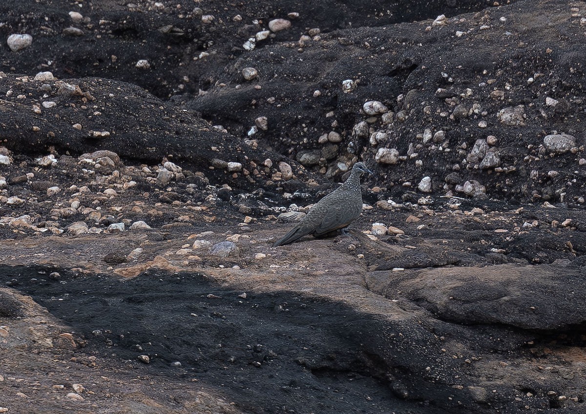 Chestnut-quilled Rock-Pigeon - ML612348362